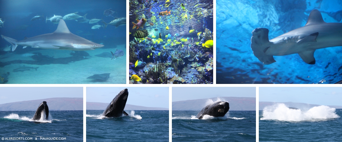 humpback whale sanctuary
