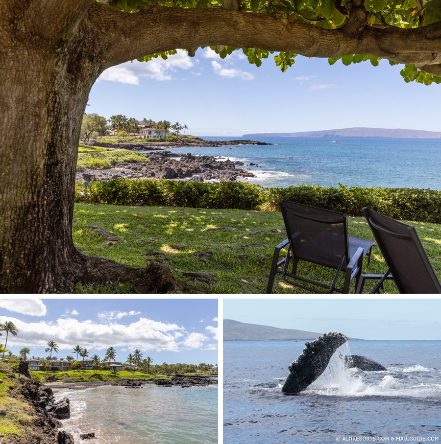 Makena Surf whales