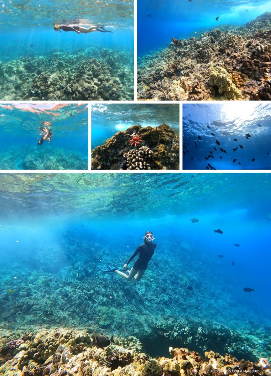 Maui snorkeling success