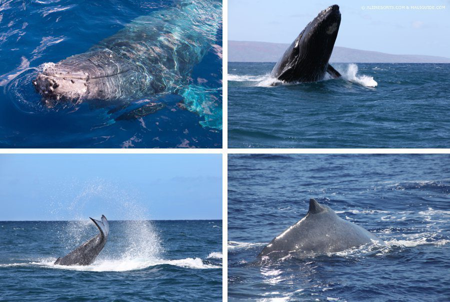 Maui whales