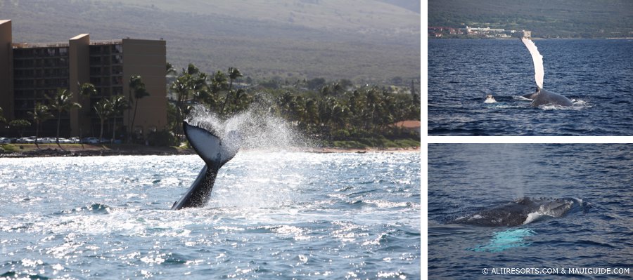 Kihei whales