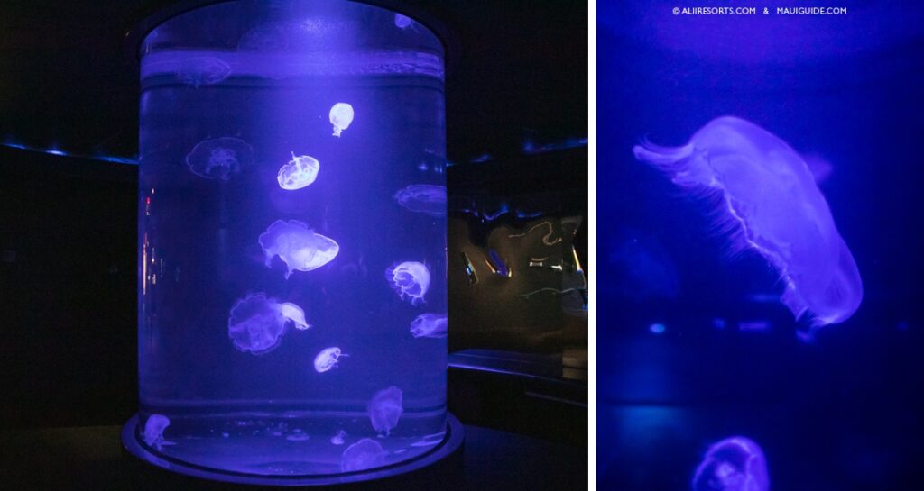 jellyfish