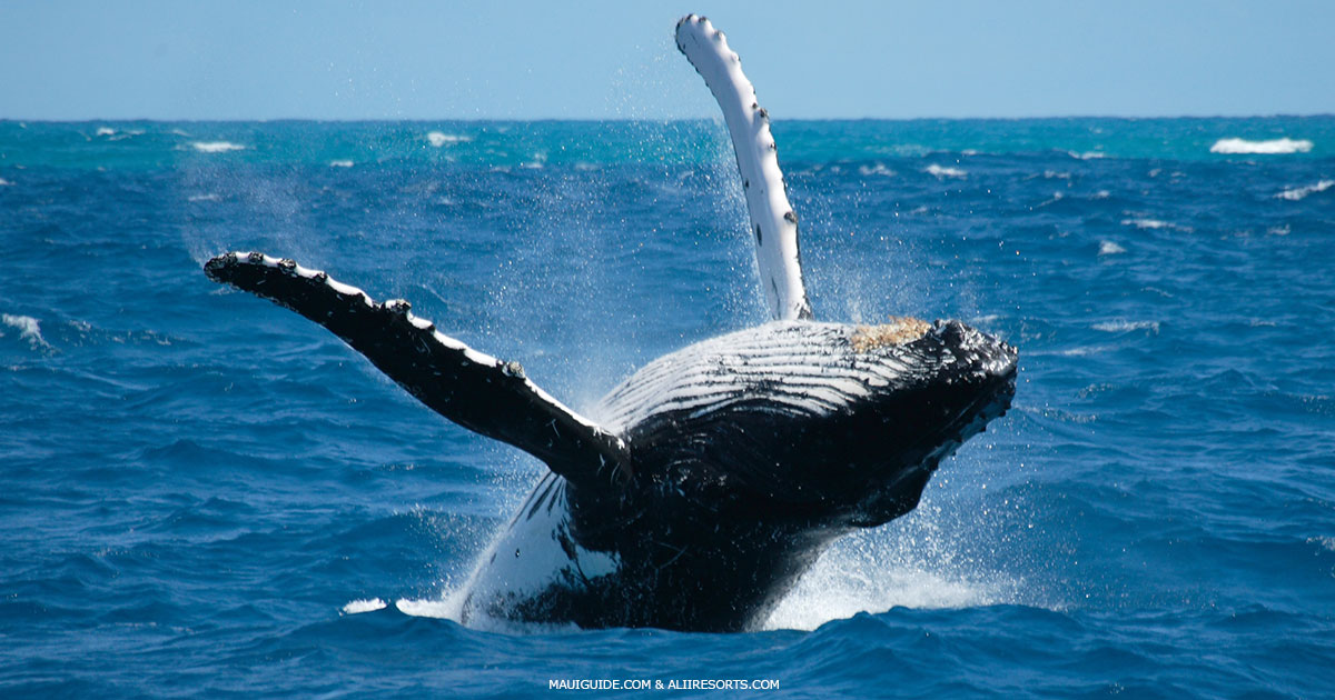 whale playing