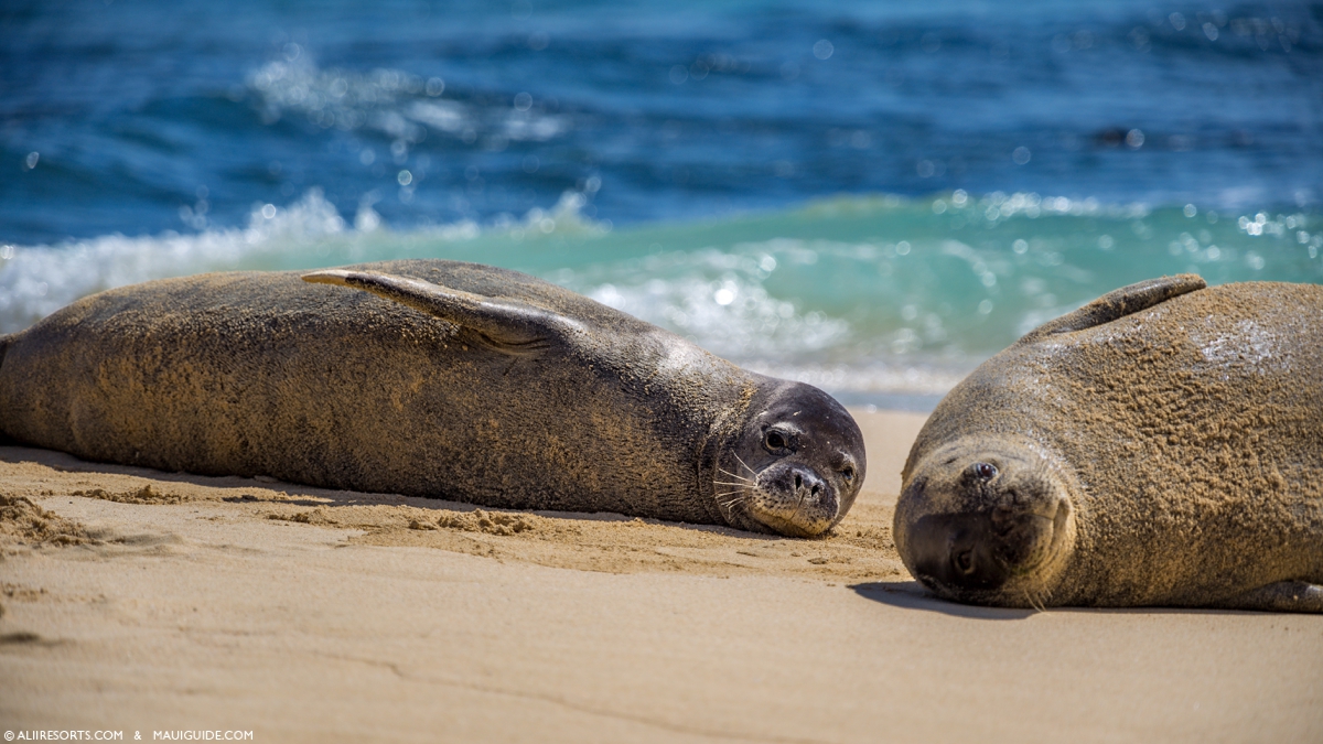 Maui monk seals