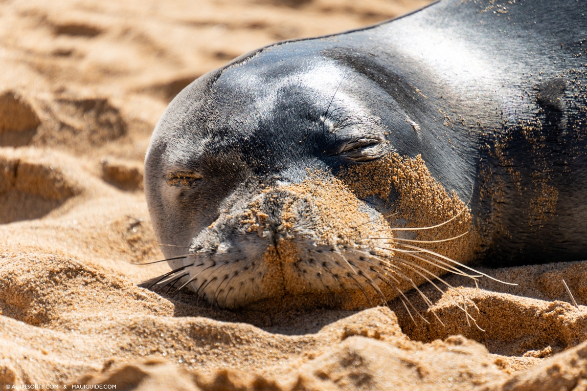 Monk seal in Hawaii