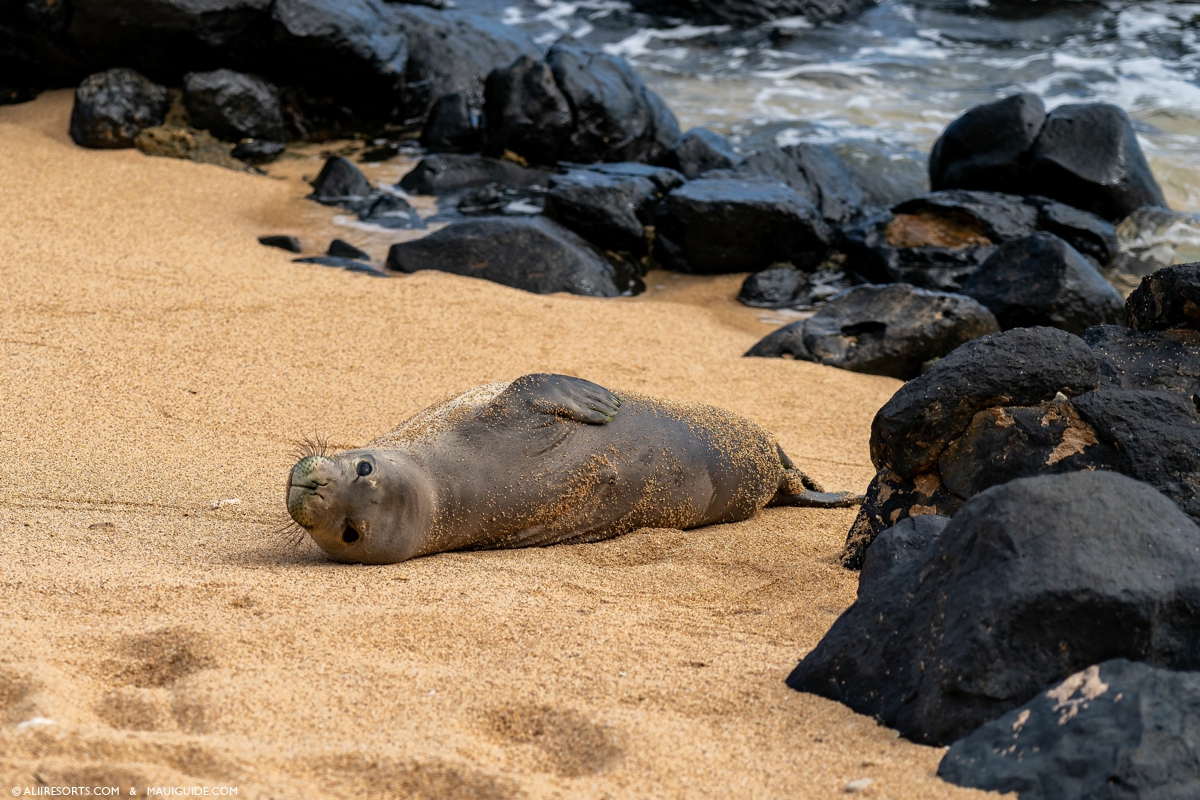 sunbathing Monk Seals