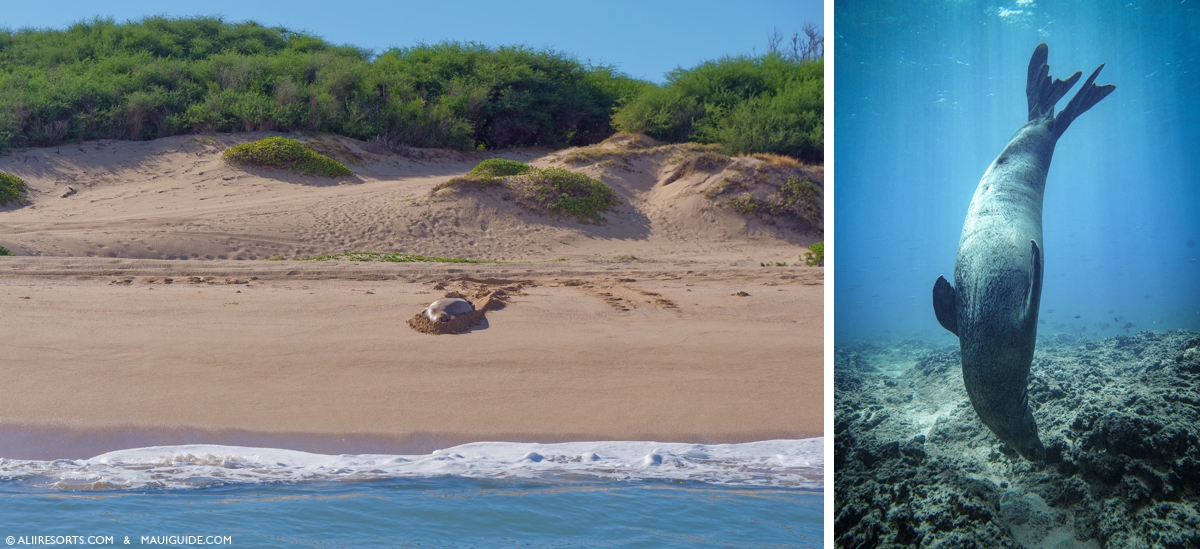 Swimming monk seal