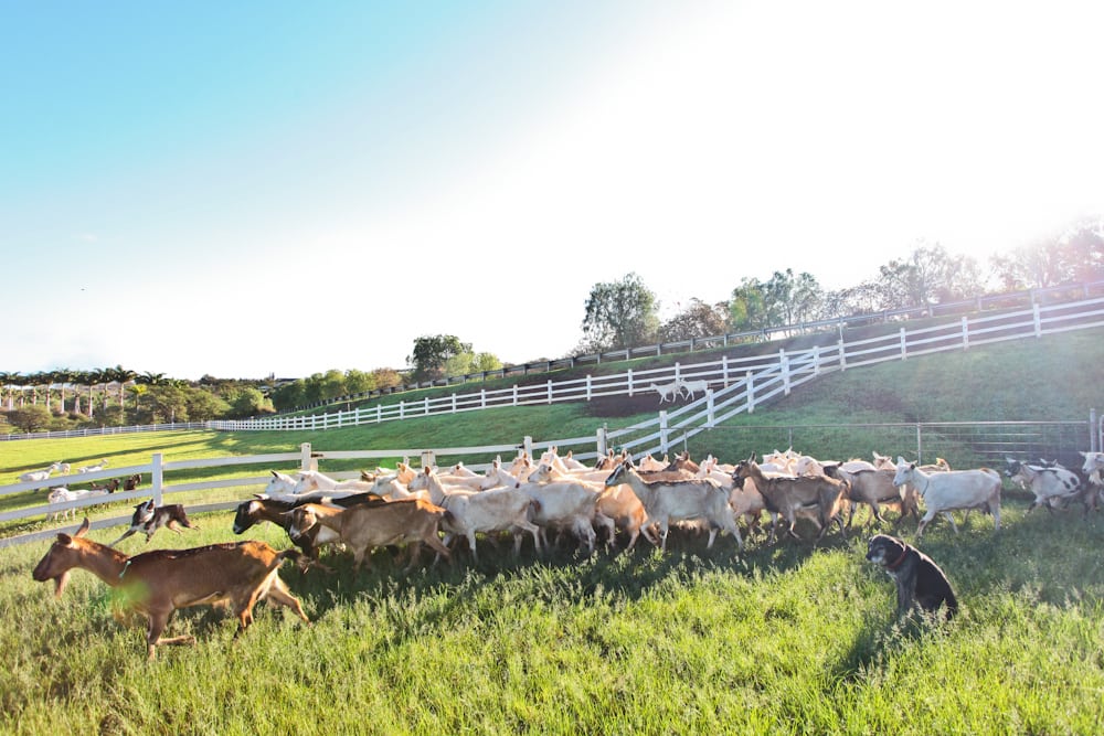 Surfing Goat Dairy Google Business Photos Kula, HI ©2012 Krystle Marcellus Photography Photos by www.krystlemarcellus.com, license granted to Surfing Goat Dairy for print and web use.