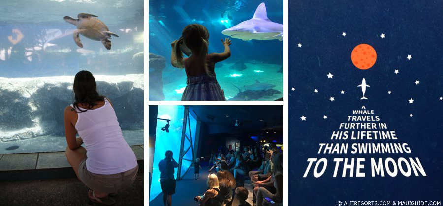 Maui Ocean Center exhibits