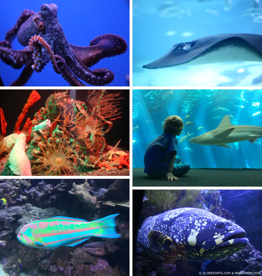 Maui Ocean Center in Maalaea