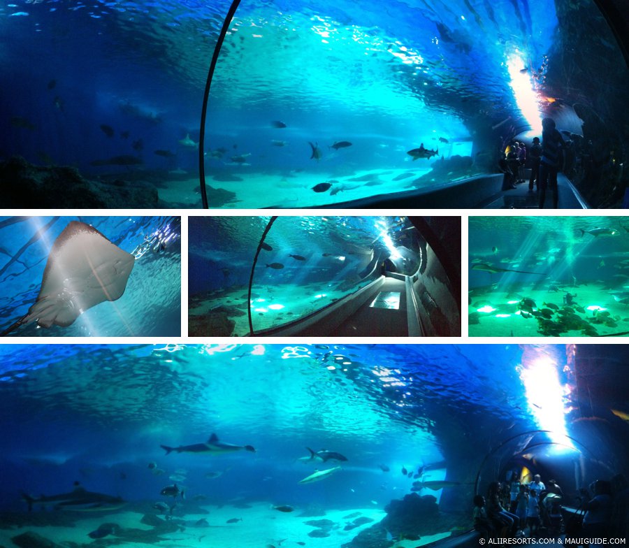 shark tunnel