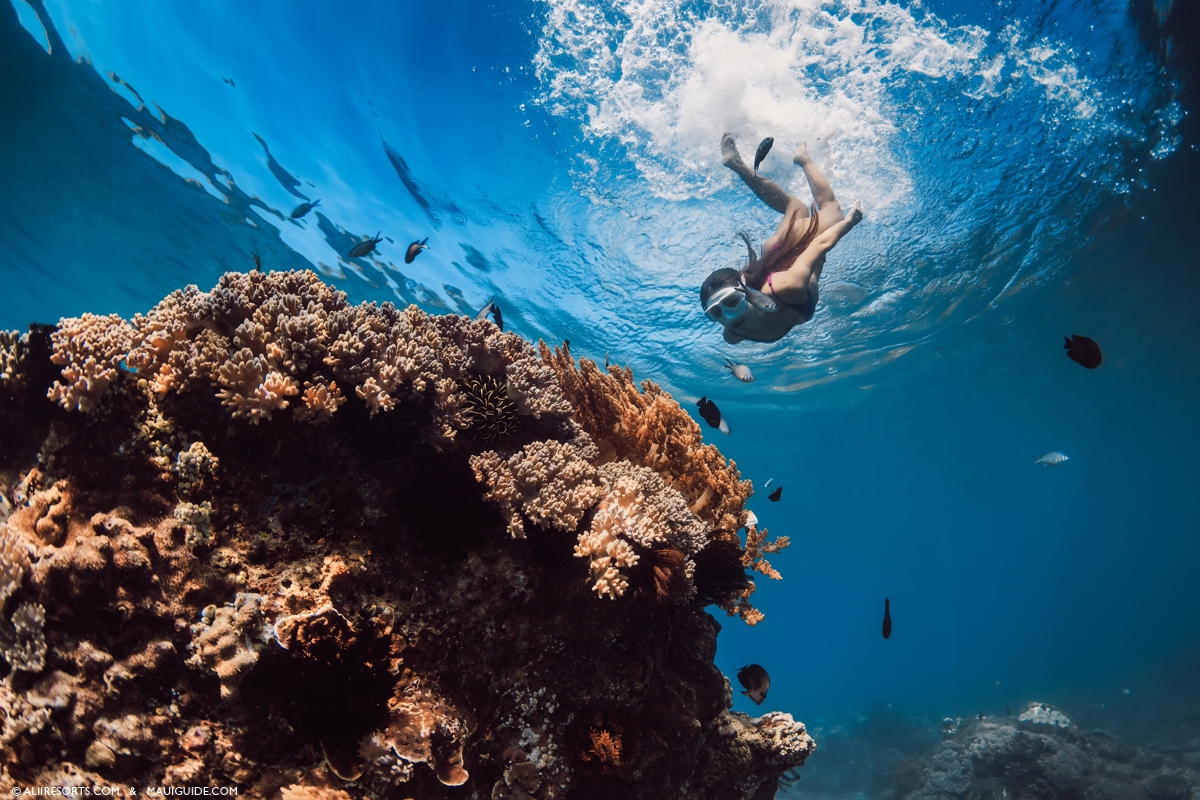 Maui snorkeling tips