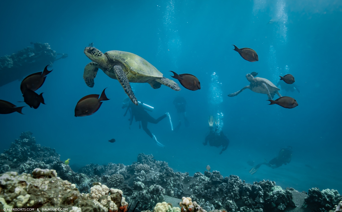 scuba schools