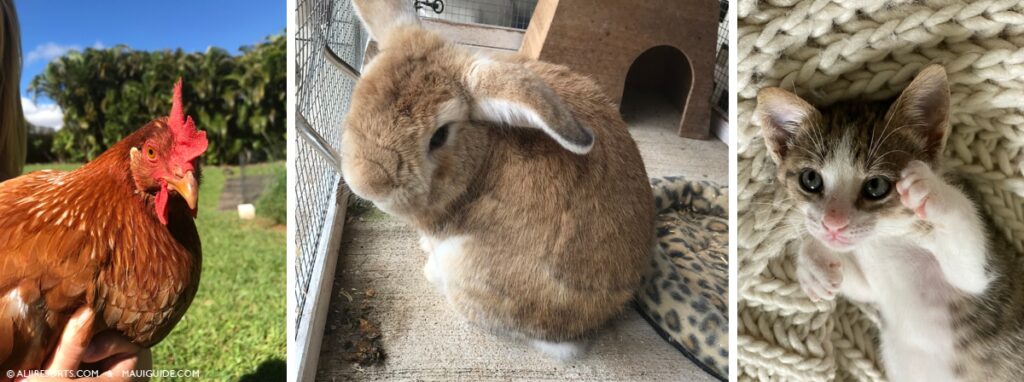 Maui Humane Society