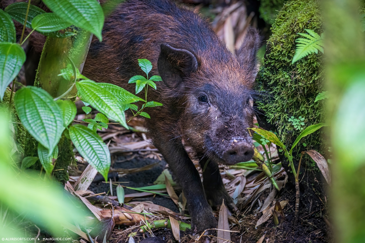 feral pig Maui
