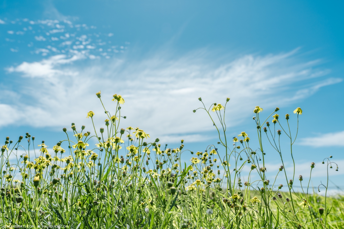 Fireweed Maui Hawaii