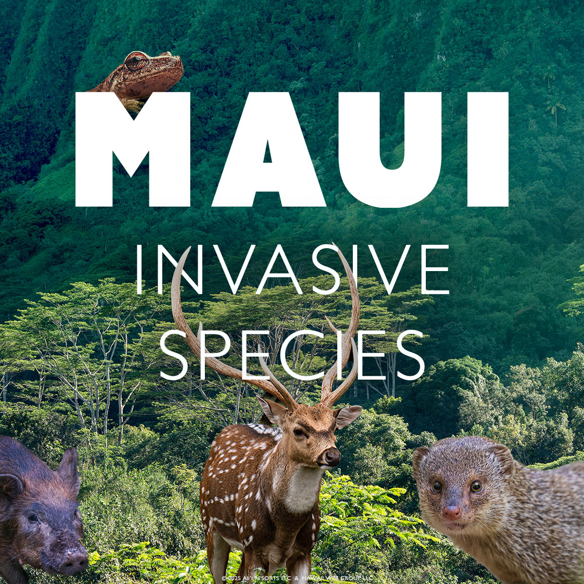 Hawaii Invasive Species