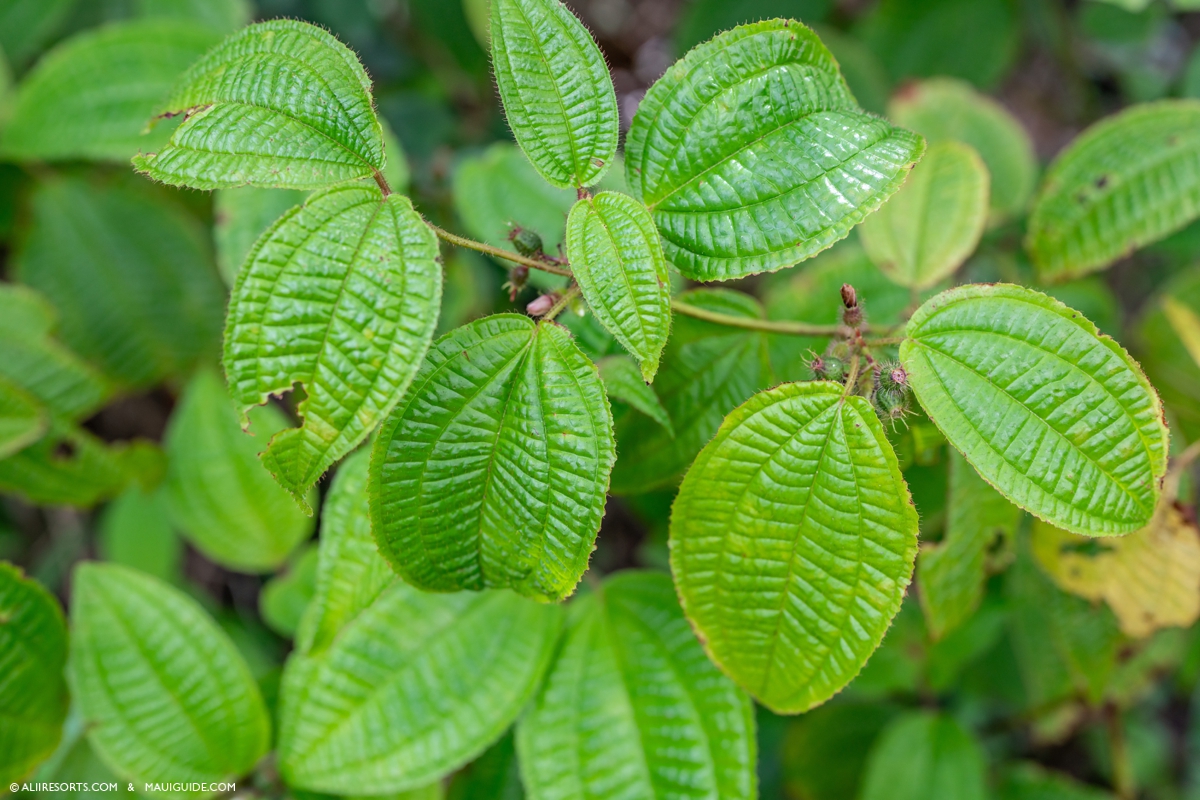 Miconia Maui