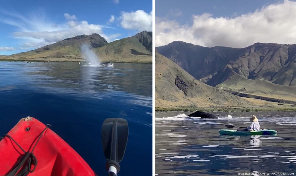 Kayak whale watch tours